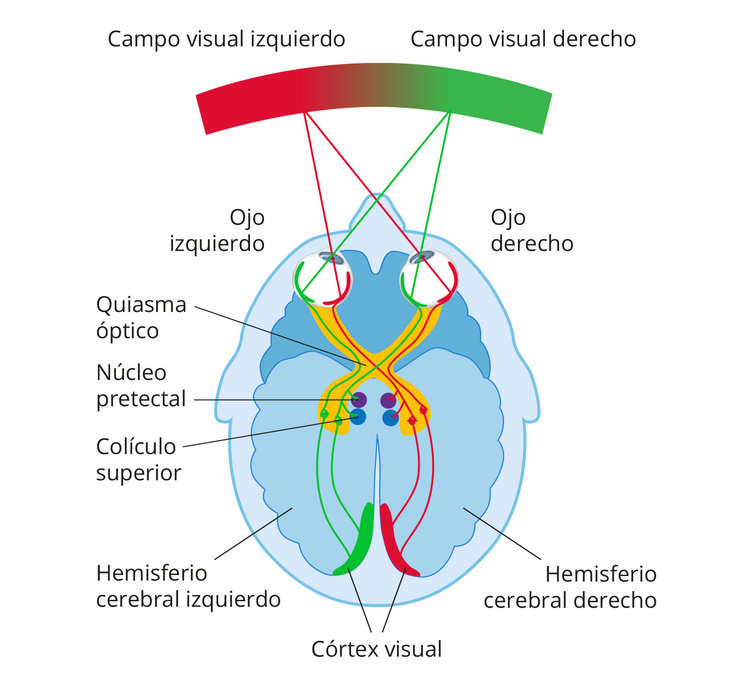 Diagrama del campo visual